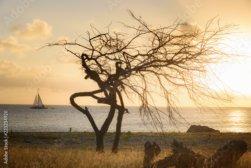 Silhouette of a Divi tree at sunset photo