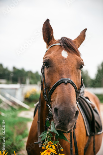 Horse in the nature, horseback riding © vitaliybelozerov