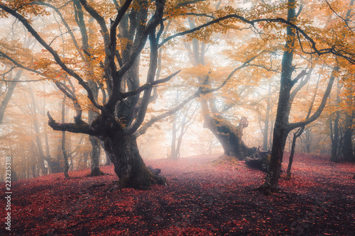 Naklejka natura ścieżka krajobraz jesień