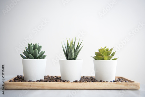 Collection of various cactus in pot on table.