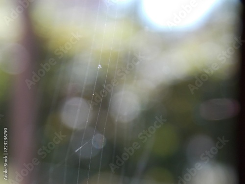 thin spider web  