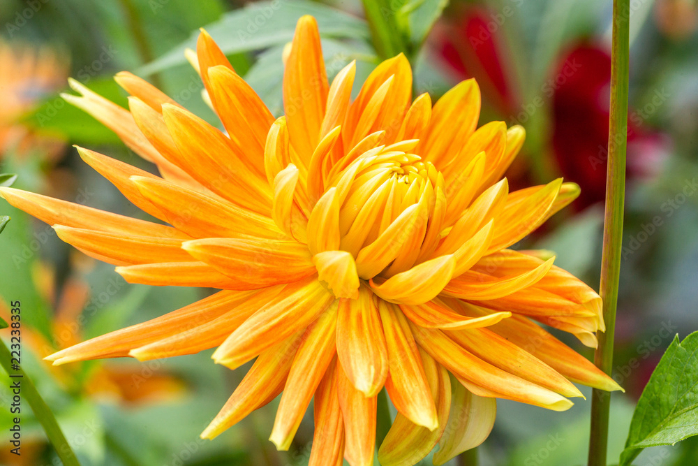  flowers in the openluchtmuseum, Arnhem