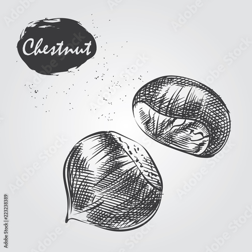 Hand drawn chestnut isolated on white background. Nuts sketch in style, vector illustrator. photo
