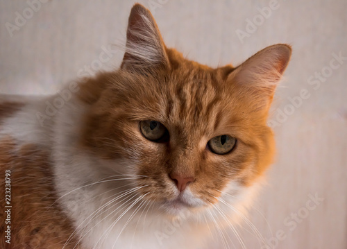 furry cat color ginger and white © PT pictures