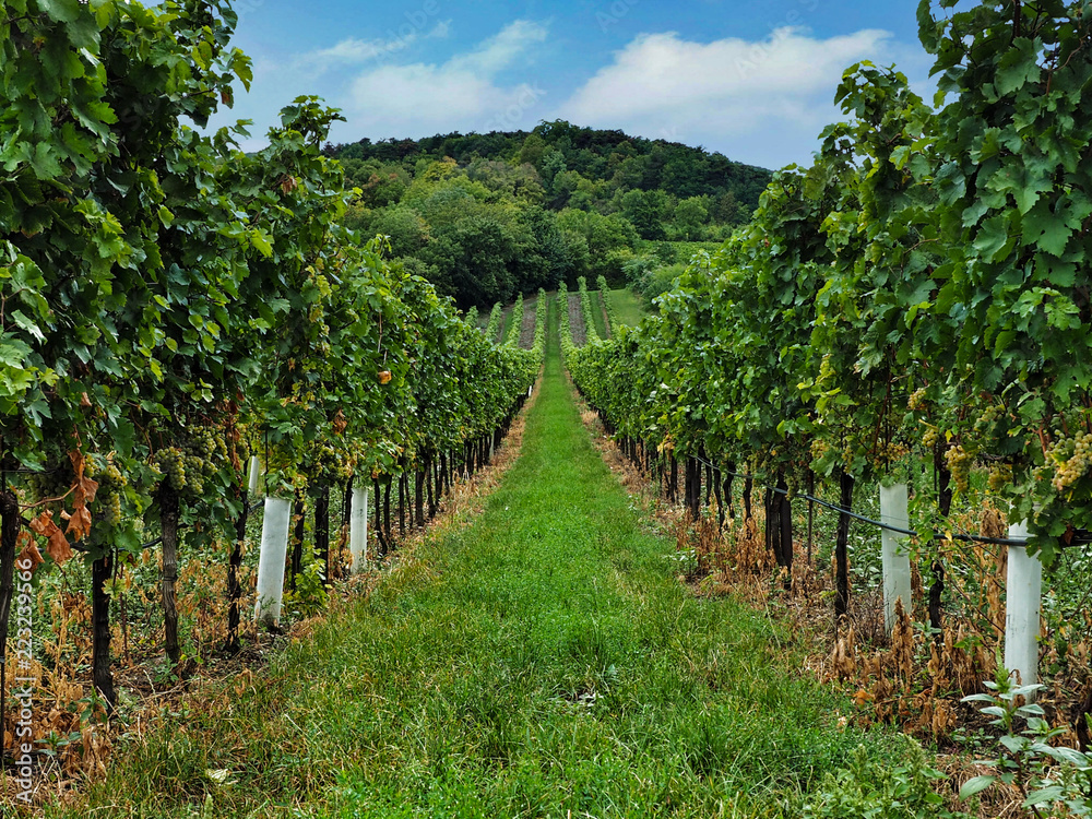 Panorama of green vineyards in Lower Austria Region. Autumn harvesting.