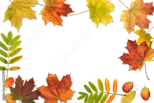 Autumn composition with fall colorful leaves. Frame made of autumn maple leaves on white background, top view, flat lay 