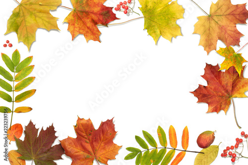 Autumn composition with fall colorful leaves. Frame made of autumn leaves and berries on white background, top view, flat lay 