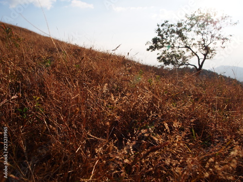 grass Mon Klui  , Thailand