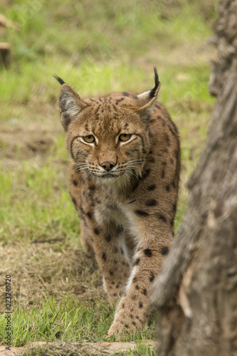 Europese lynx komt aansluipen © photoPepp