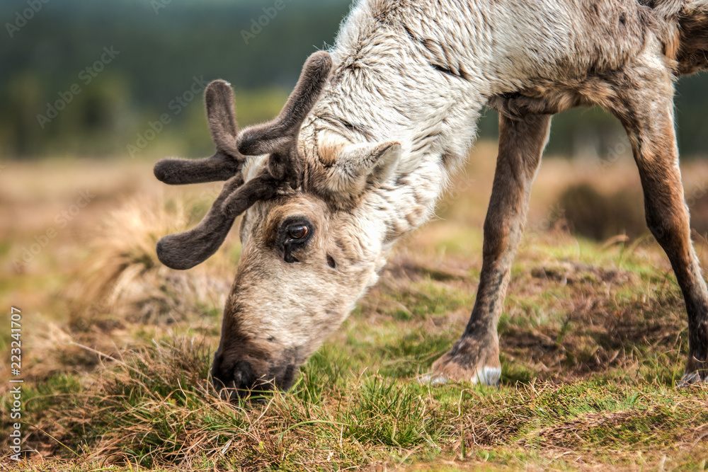 Reindeer on a hill relaxing, with growing antlers, on a cloudy day eating grass at Cairngorms National Park Scotland Reindeer on a hill relaxing, with growing antlers, on a cloudy day eating grass at Cairngorms National Park Scotland