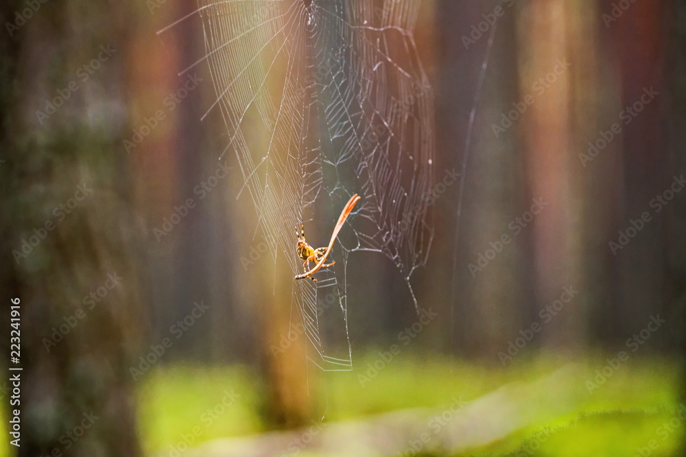 The spider releases a web from a pine needle. Nature of the Karelian isthmus. The spider releases a web from a pine needle. Nature of the Karelian isthmus.