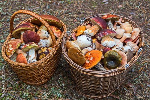 The results of the "quiet hunt" - two baskets of mushrooms and a lot of fun. Nature of the Karelian isthmus.