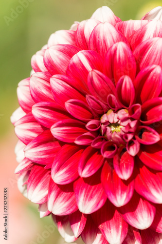 Rote Balldahlie (Asteracea) im Sommer.