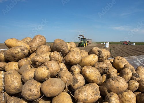 Potato harvest in field