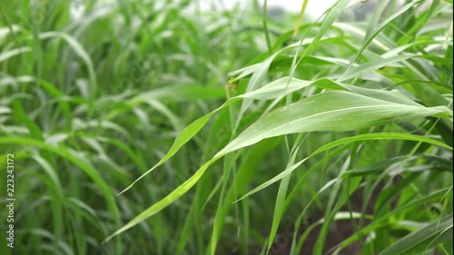 Sorghum vulgare plantation field. This plant is grown as biofuel and energy source. photo