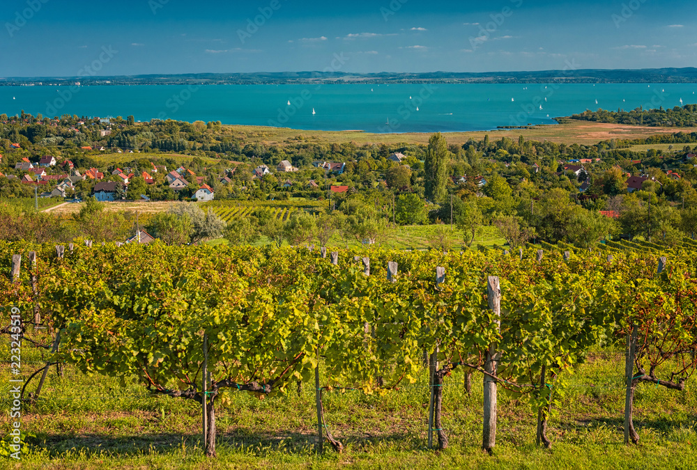 Vineyard at lake Balaton, Hungary