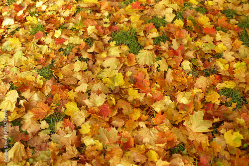 Jesień, suche liście w parku