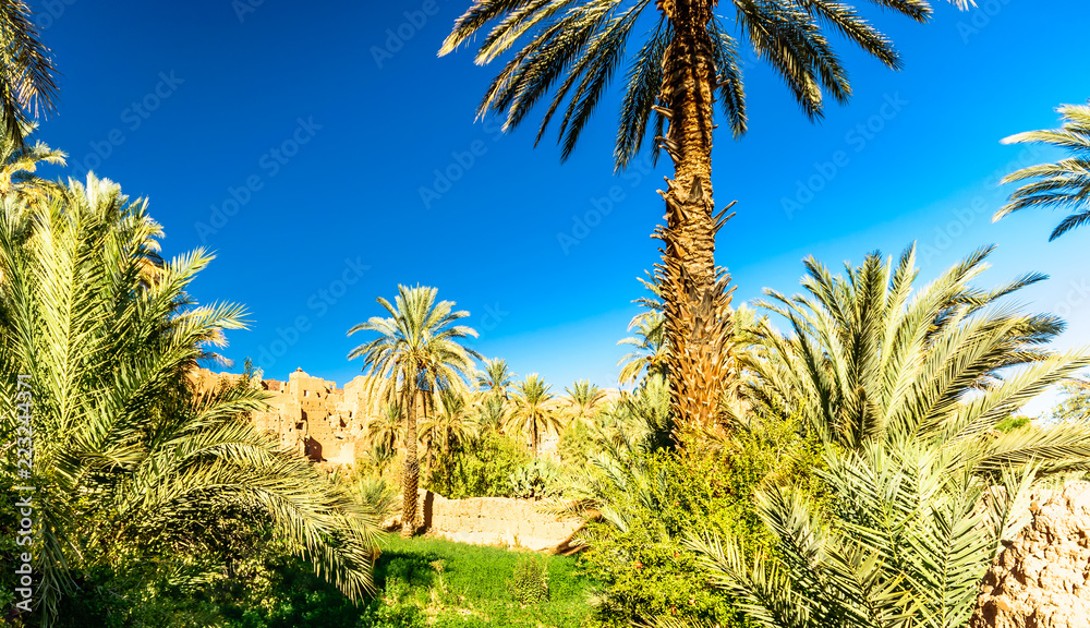 Palm garden of Kasbah Caids next to Tamnougalt in Draa valley - Morocco