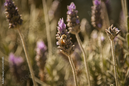Lavender Flower with Bee