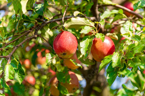 Äpfel aus Sachsen, rot
