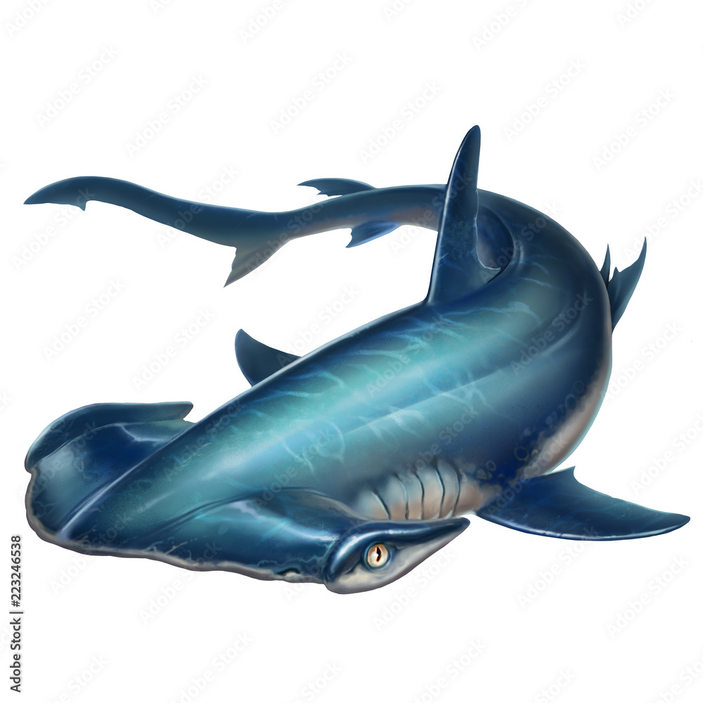Hammerhead shark on white background illustration Stock Illustration