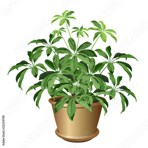Small schefflera plant in pot (Schefflera arboricola, dwarf umbrella tree). Vector illustration isolated on white background for interior design.