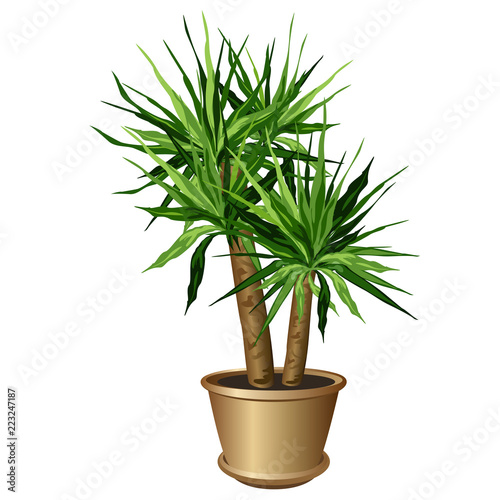 Yucca plant in pot (Yucca aloifolia, aloe yucca, dagger plant). Vector illustration isolated on white background for interior design.