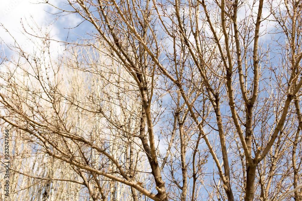 Spring, tree on blue sky background Spring, tree on blue sky background