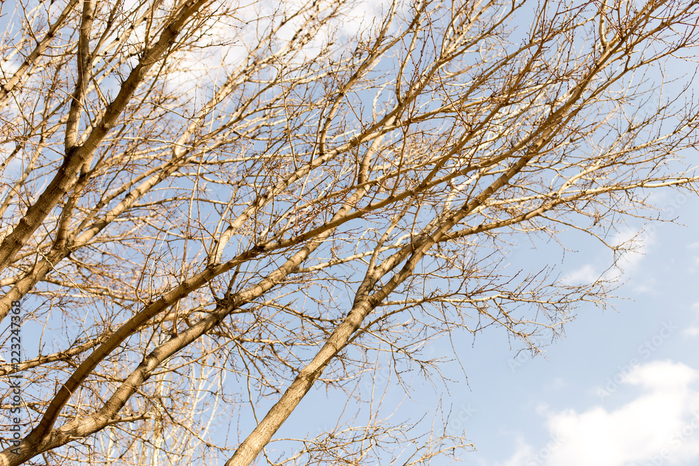 Spring, tree on blue sky background Spring, tree on blue sky background