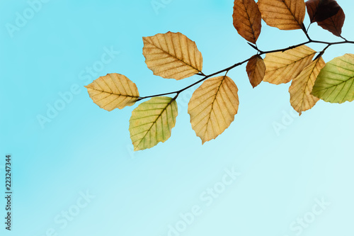 Autumn Leaves Changing Colours on Branch against Blue Sky