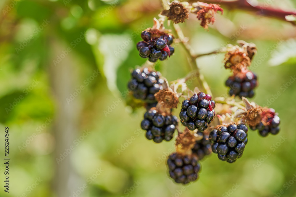 Blackberries in the garden on a Sunny summer day Blackberries in the garden on a Sunny summer day
