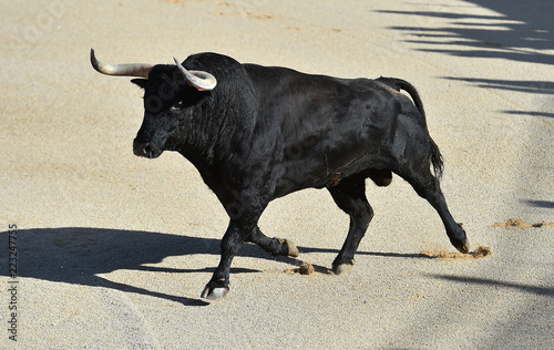 bull in spain witg big horns photo