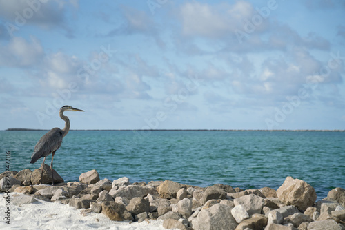 Emerald Coast Heron