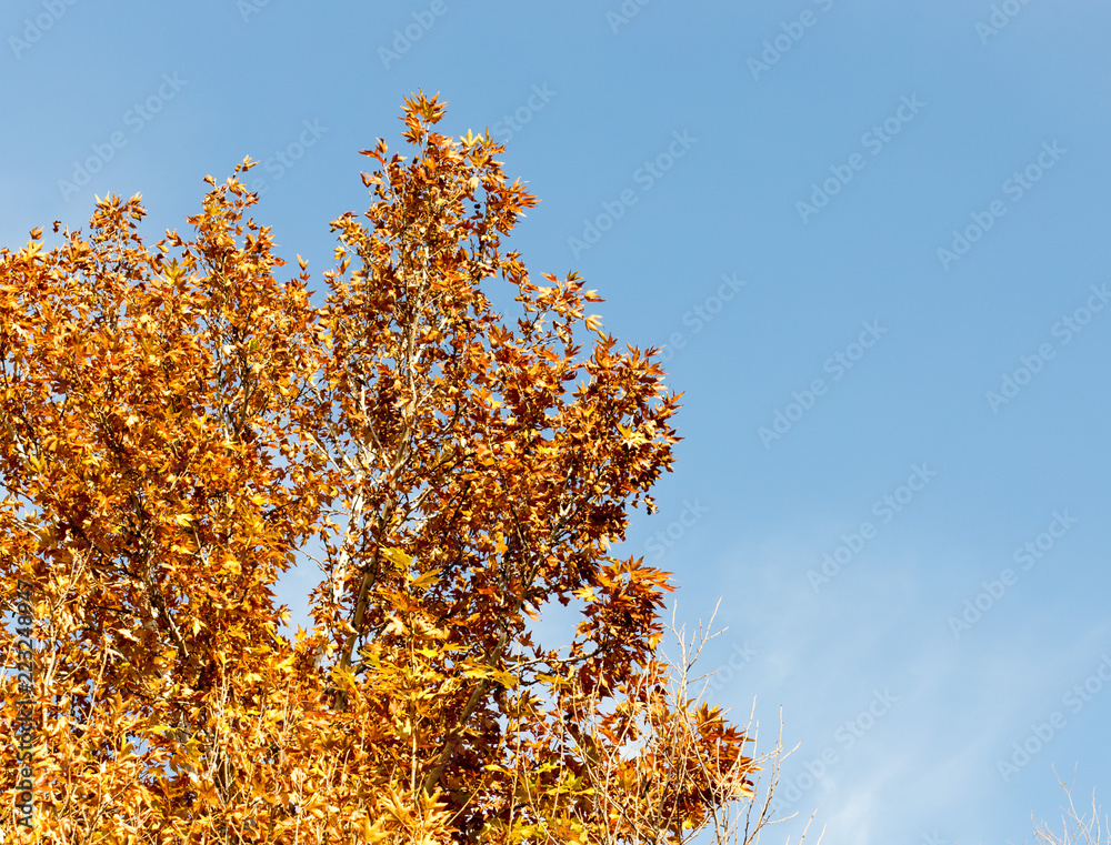 Fall leaves background Fall leaves background