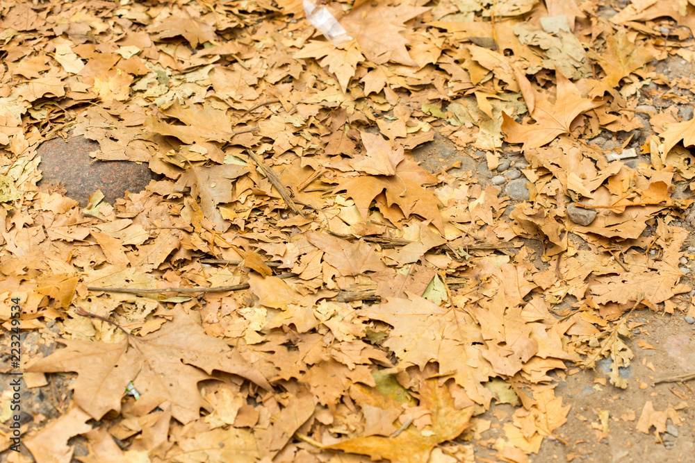 Colorful autumn leaves Colorful autumn leaves