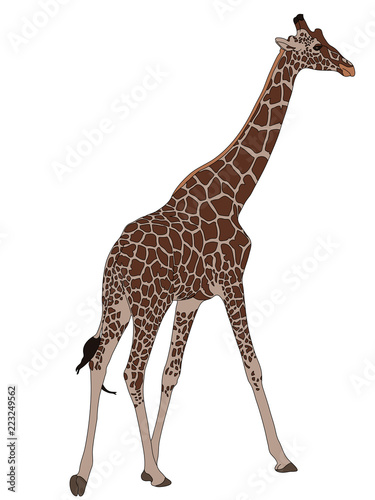 Digitally Handdrawn Illustration of a wildlife giraffe isolated on white background