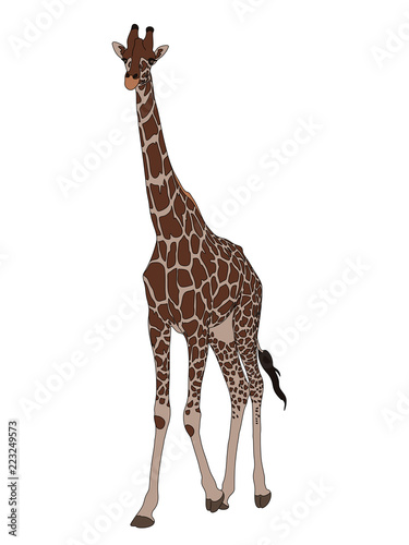Digitally Handdrawn Illustration of a wildlife giraffe isolated on white background