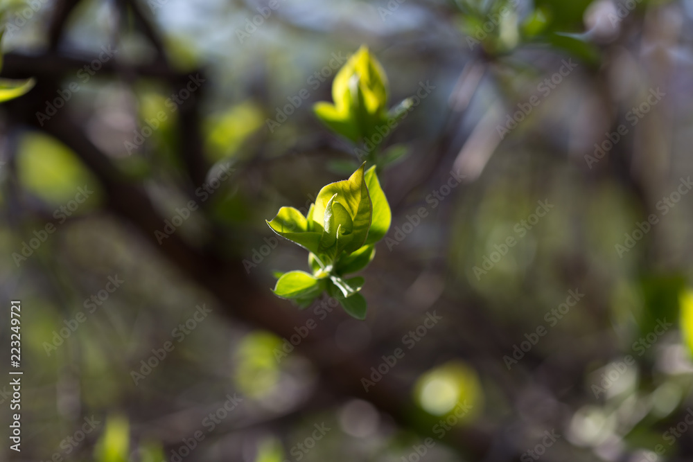 The first spring gentle leaves, buds and branches macro background The first spring gentle leaves, buds and branches macro background