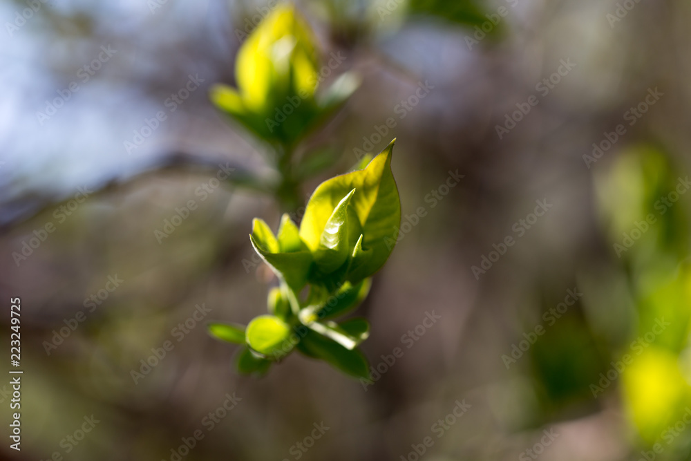 The first spring gentle leaves, buds and branches macro background The first spring gentle leaves, buds and branches macro background