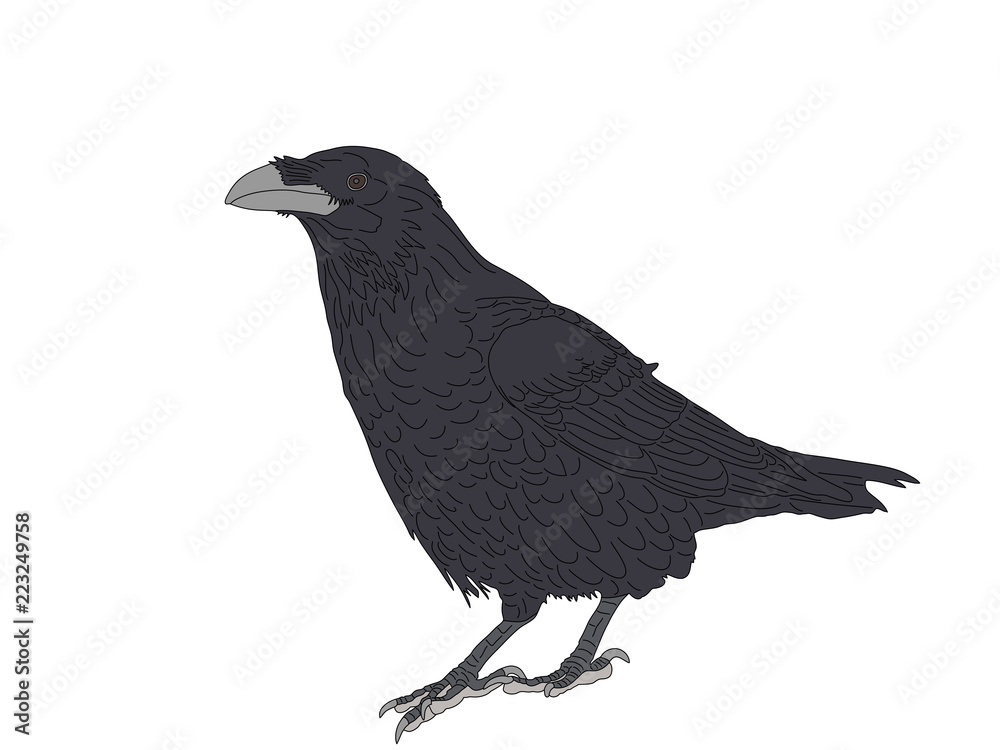 Fototapeta premium Digitally Handdrawn Illustration of a wildlife crow solated on white background