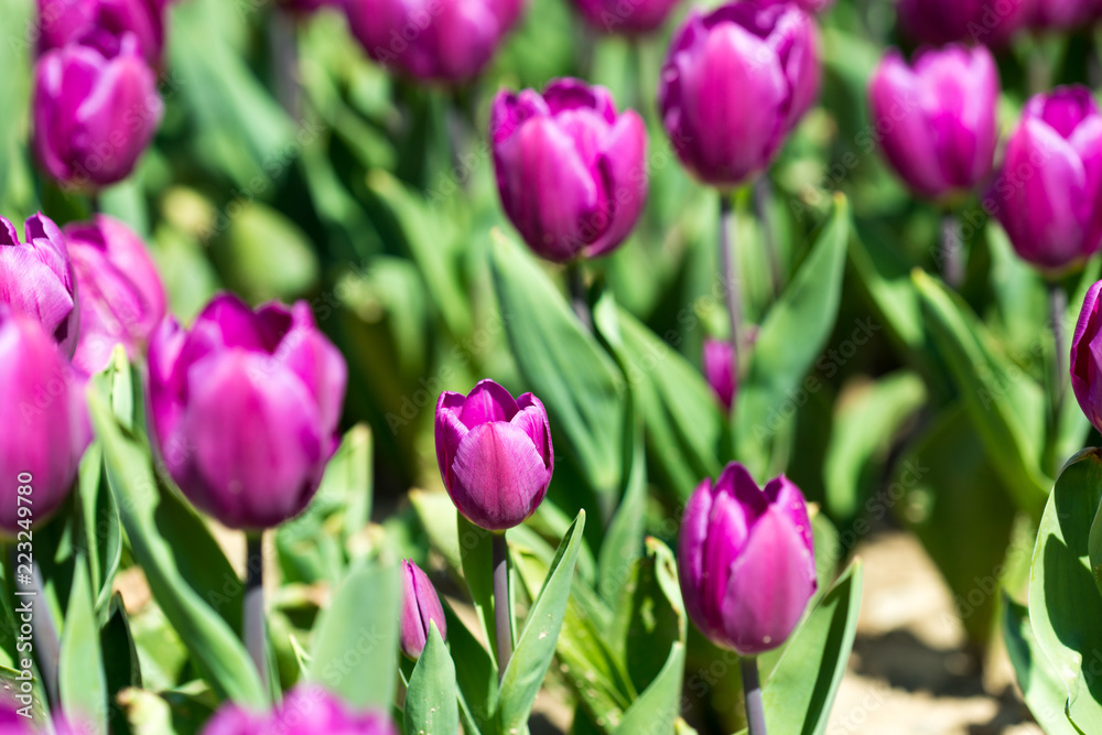 Beautiful tulips in a Dutch landscape. Photographed from different positions