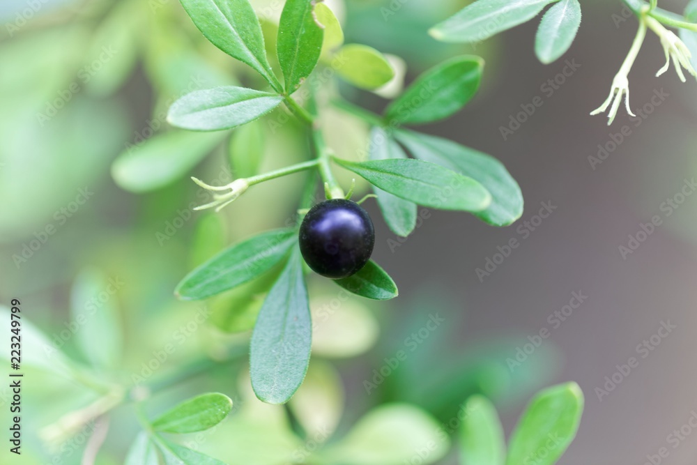 Berry of a jasmine (Jasminum fruticans) Stock Photo Adobe Stock