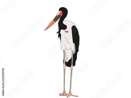 Digitally Handdrawn Illustration of a wildlife stork isolated on white background