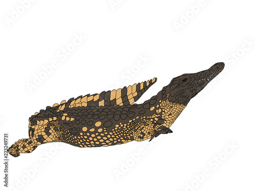 Digitally Handdrawn Illustration of a wildlife crocodile isolated on white background