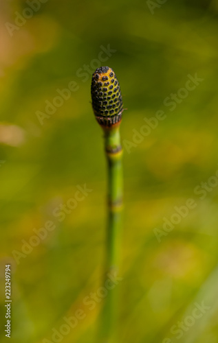 Close shot of the flower of a native plant growing in Yosemite Valley Meadow in June 2018.  Vertical image with shallow depth of field.