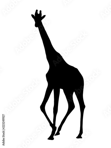 Digitally handdrawn Silhouette of a giraffe isolated on white background