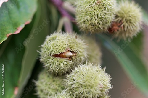 Fruits of an American chinquapin (Castanea pumila). photo