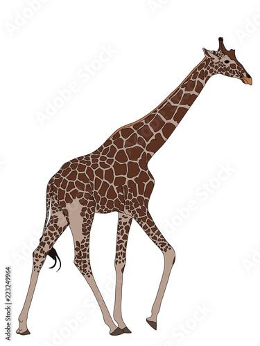 Digitally Handdrawn Illustration of a wildlife giraffe isolated on white background