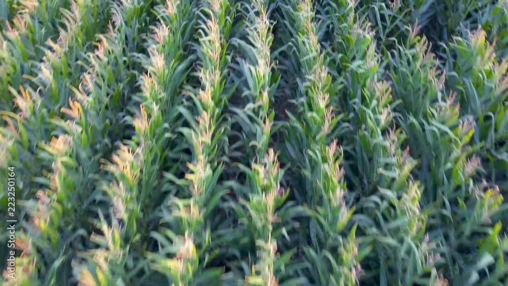 California Agriculture Cornfield Aerial Drone Look Down Tilts California Agriculture Cornfield Aerial Drone Look Down Tilts