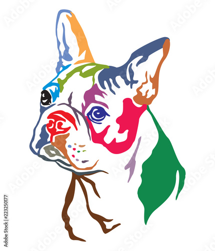 Colorful decorative portrait of Dog Boston terrier vector illustration photo